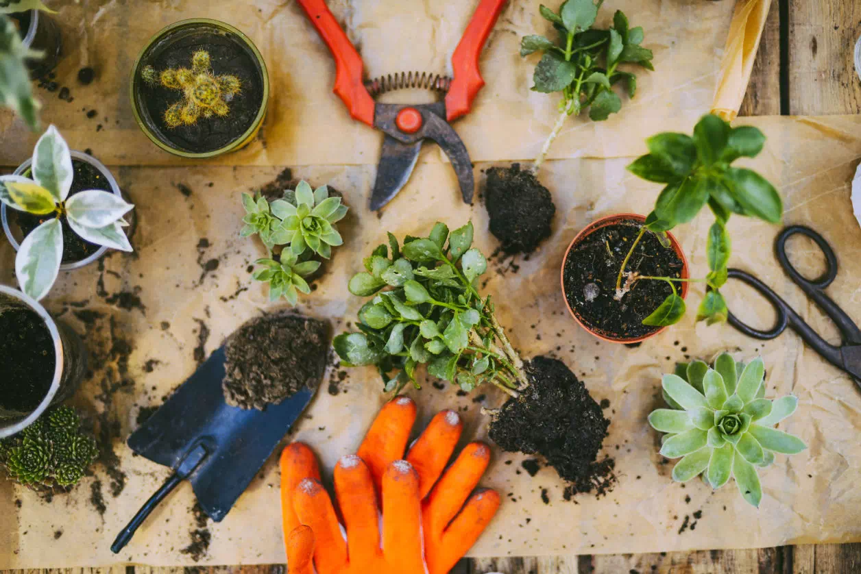 mise en scène vue du haut avec pinces, désépineur et gants pour fleuristes et jardiniers.